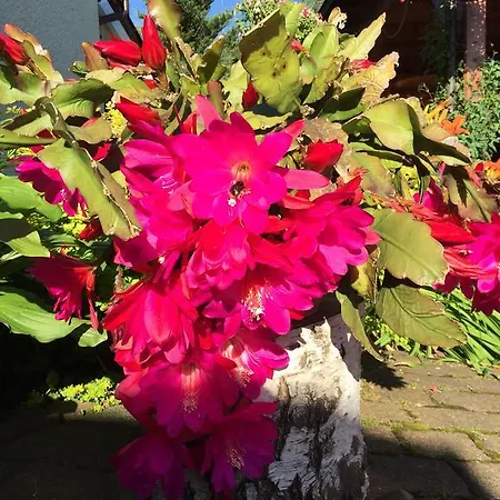 Holiday home Erzgebirge 